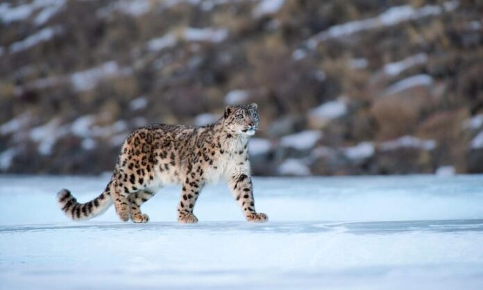Snow leopard in the wild, Himachal Pradesh